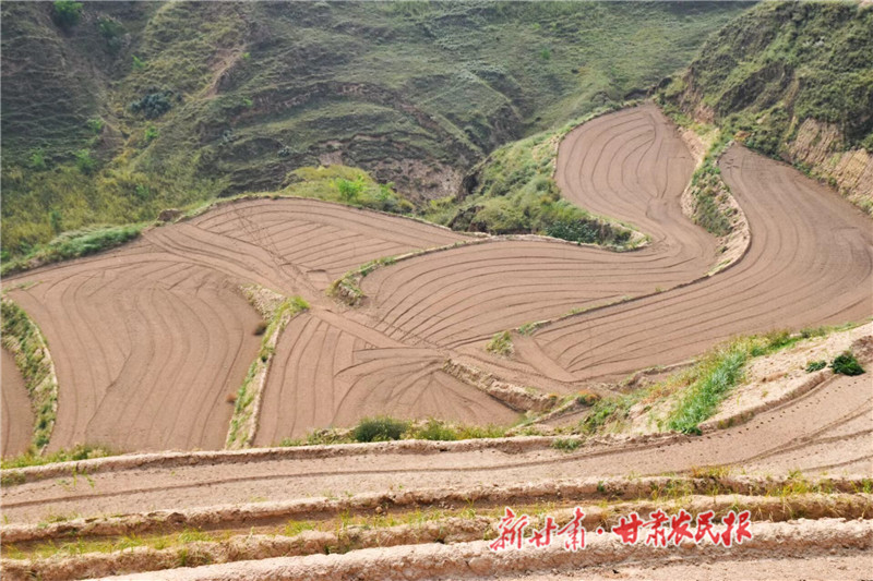 四河镇田河村的千亩冬小麦示范带_proc.jpg