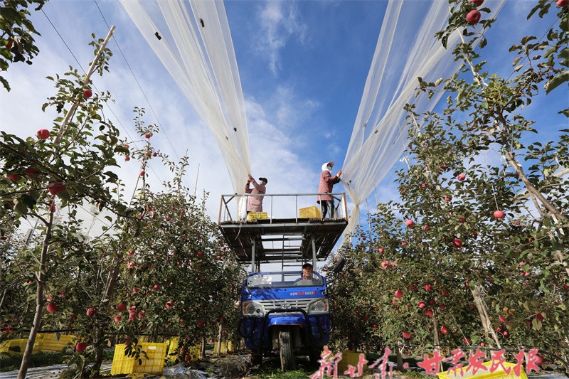 员工们在红寺镇有机苹果示范园采摘高处苹果.jpg