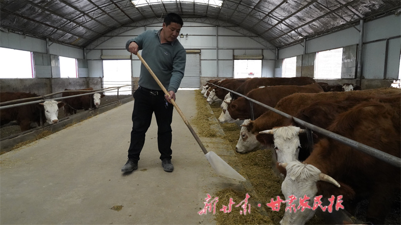 养殖场负责人正在给牛喂料.JPG