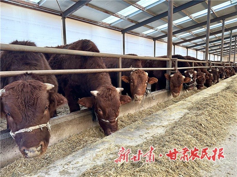 静宁县界石铺镇供港肉牛基地的肉牛正在吃料.jpg