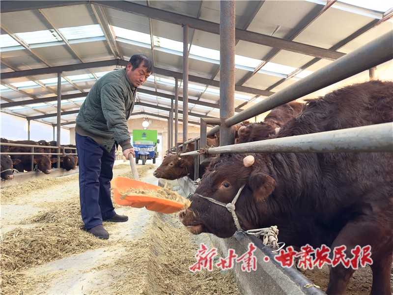 静宁县界石铺镇供港肉牛基地有关负责人孙建华正在给供港肉牛喂饲料.jpg