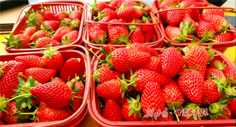 市民们采摘的新鲜草莓.png