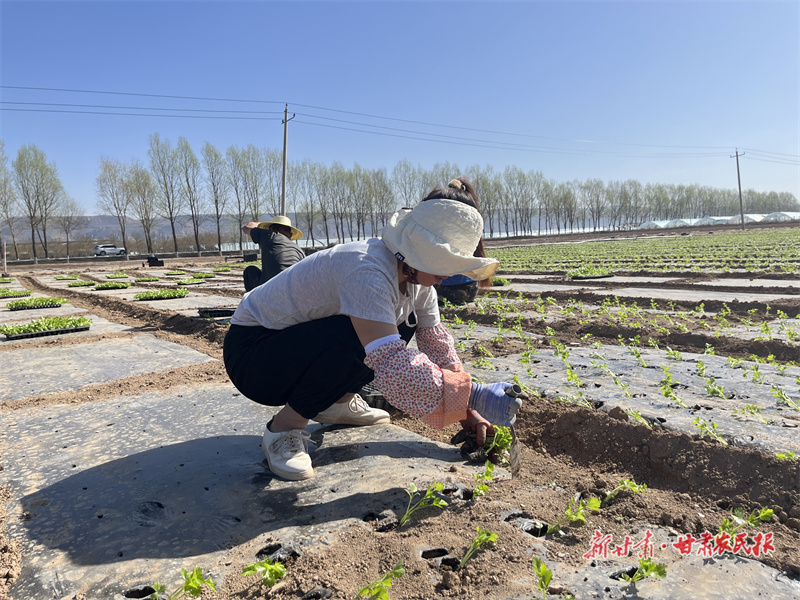 工人正在移栽芹菜苗