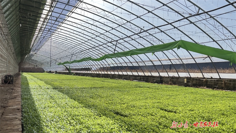 芹菜苗育苗大棚
