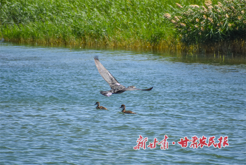 河湖长制新成效-葫芦河上的飞鸟.jpg