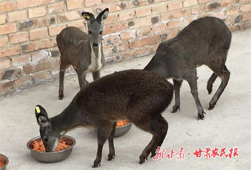 砚峡乡养殖的林麝.jpg