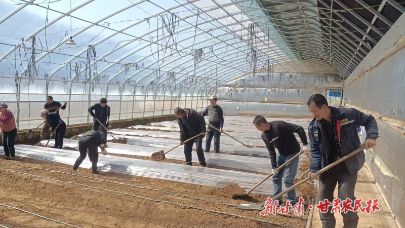 华亭市神峪乡蔬菜基地工人正在进行覆膜1.jpg