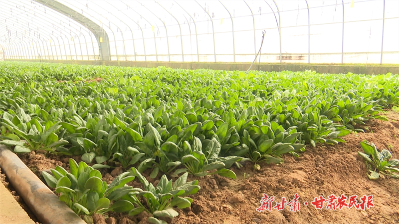 华亭市神峪乡蔬菜大棚的蔬菜.png