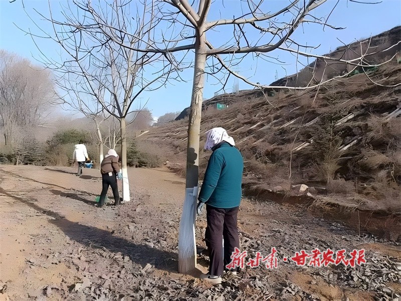 核桃果树涂白.jpg