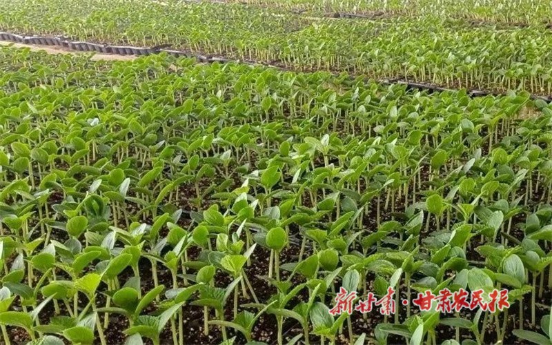 朱家坡培育的蔬菜苗.jpg