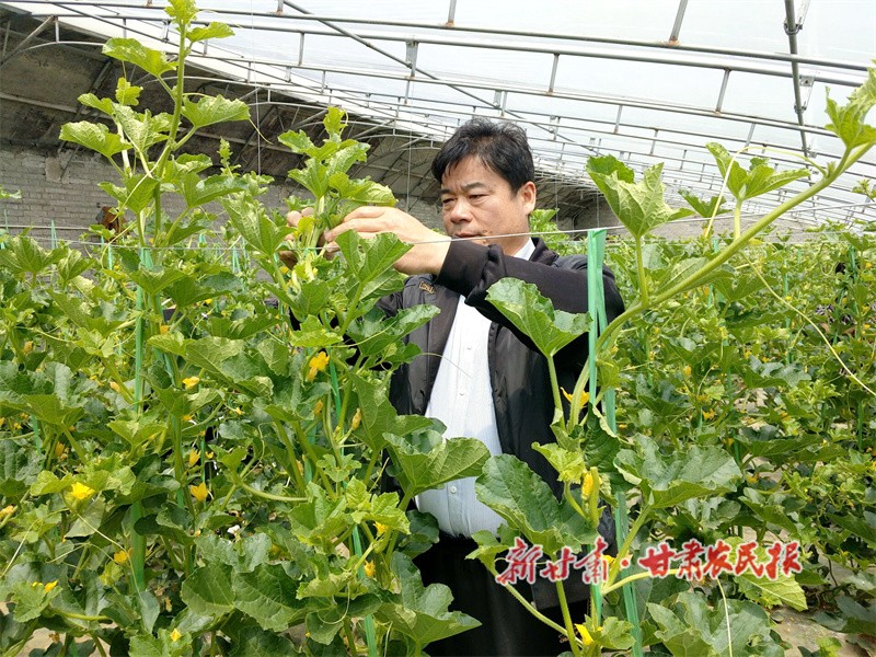 朱家坡村党支部书记孔彦荣正在蔬菜大棚查看蔬菜长势  华亭市委宣传部供图.jpg