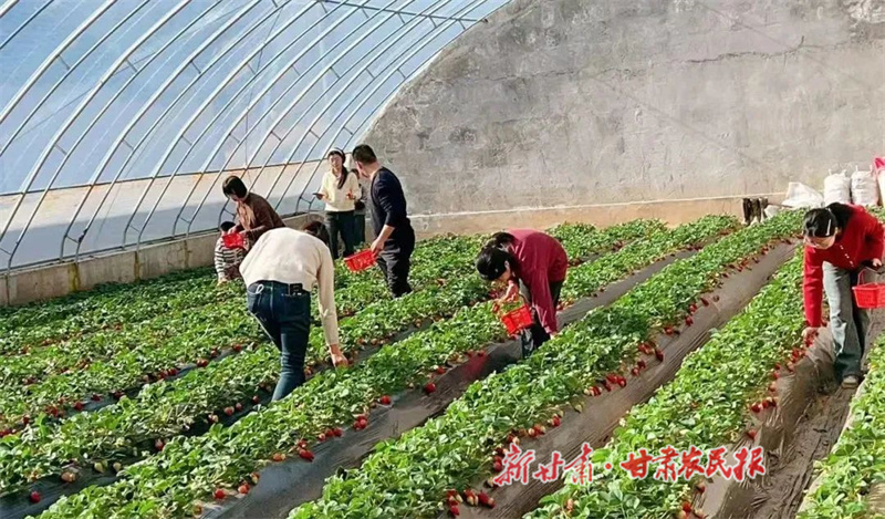 华亭市西华镇蔬菜大棚.jpg