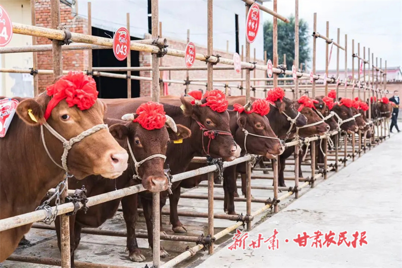华亭市举行赛牛活动.jpg