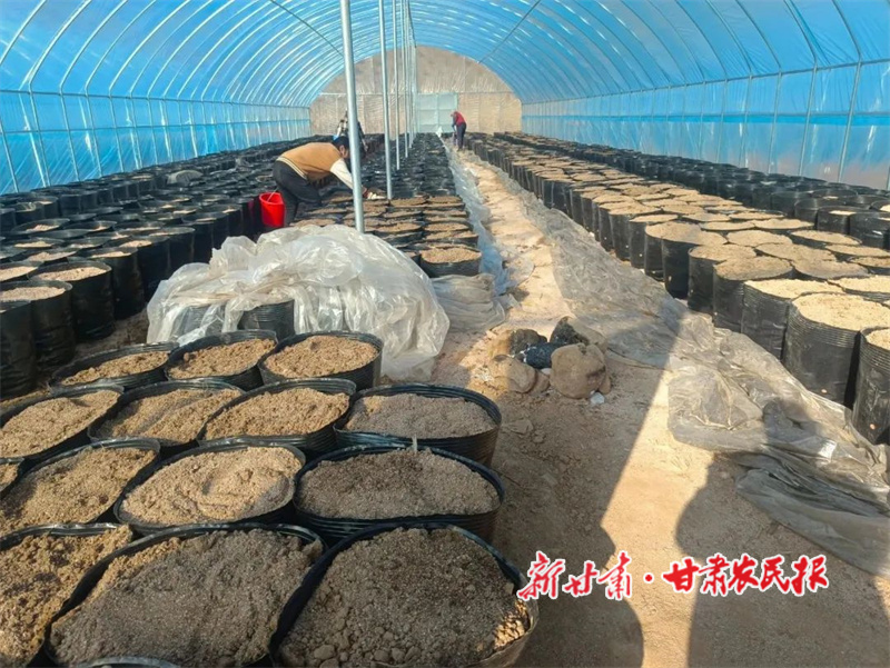 药农正在种植天麻5.jpg