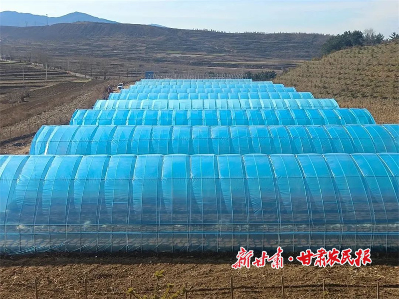 天麻种植基地3.jpg