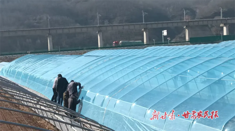 村民正在更换蔬菜大棚棚膜1.png