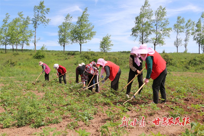药材管护.jpg