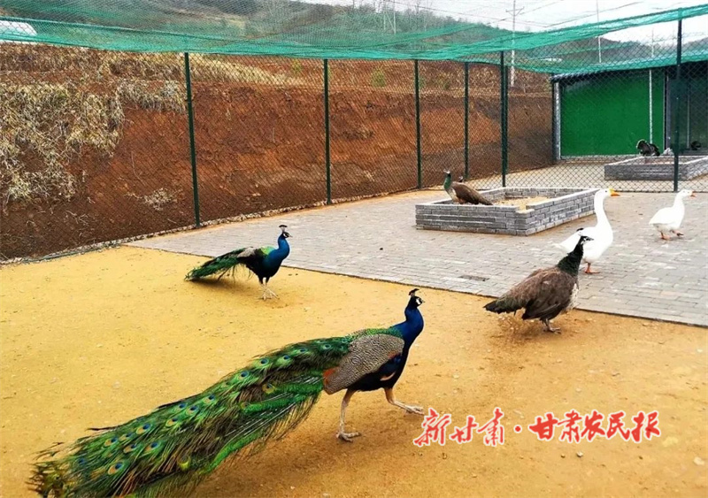孔雀.jpg