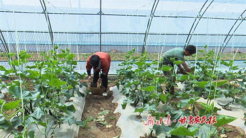 5菜农采摘黄瓜.jpg