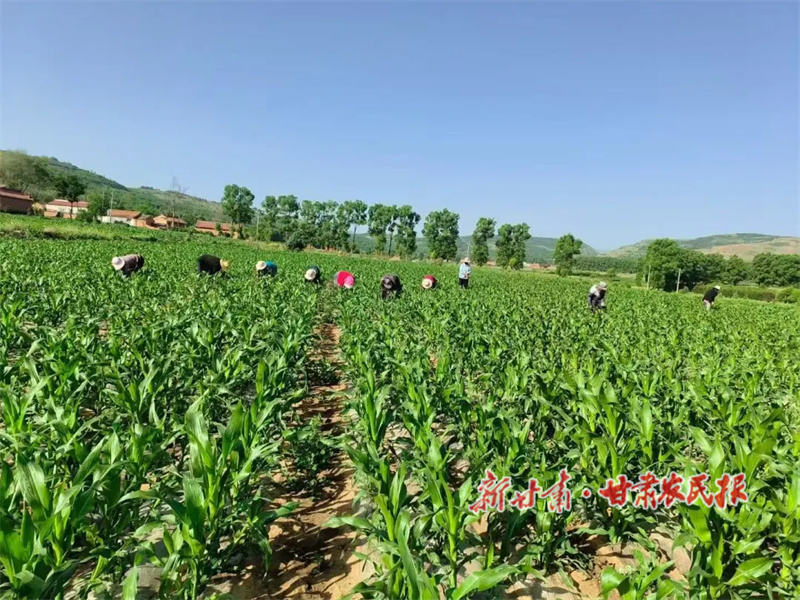 村民们抢抓农时管护玉米.jpg