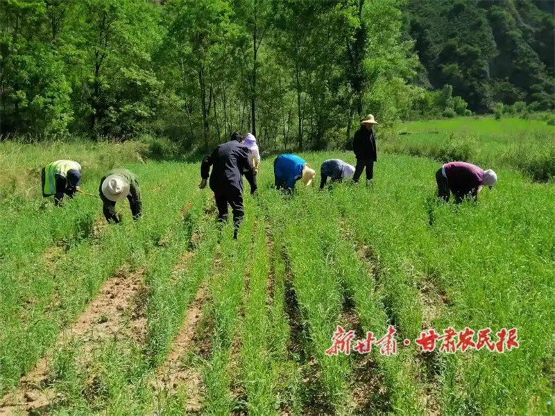 种植户正在管护中药材.jpg