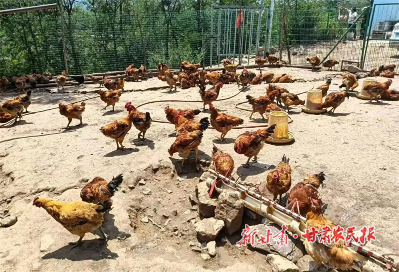 生态养殖场内正在溜达的鸡群.jpg