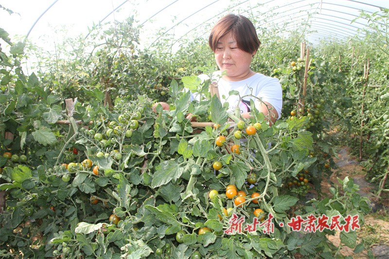 华亭市东华镇黎明村蔬菜基地 (1).jpg
