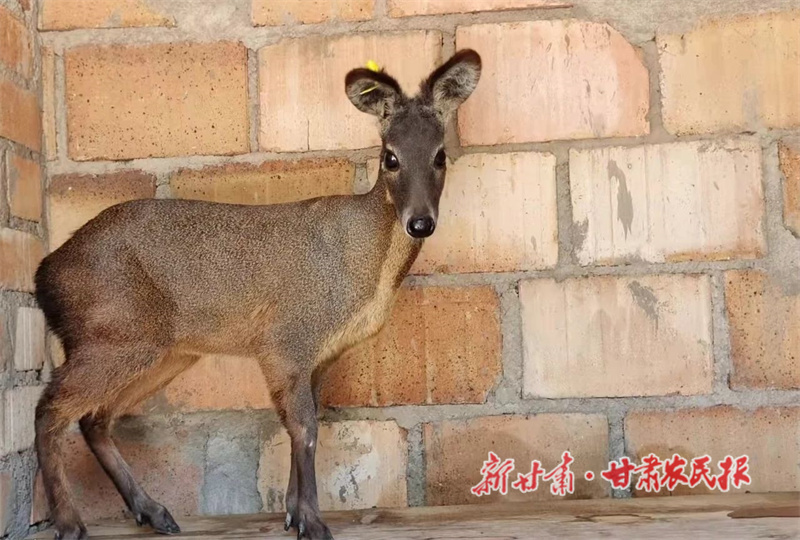 西华镇林麝养殖基地养殖的林麝.jpg