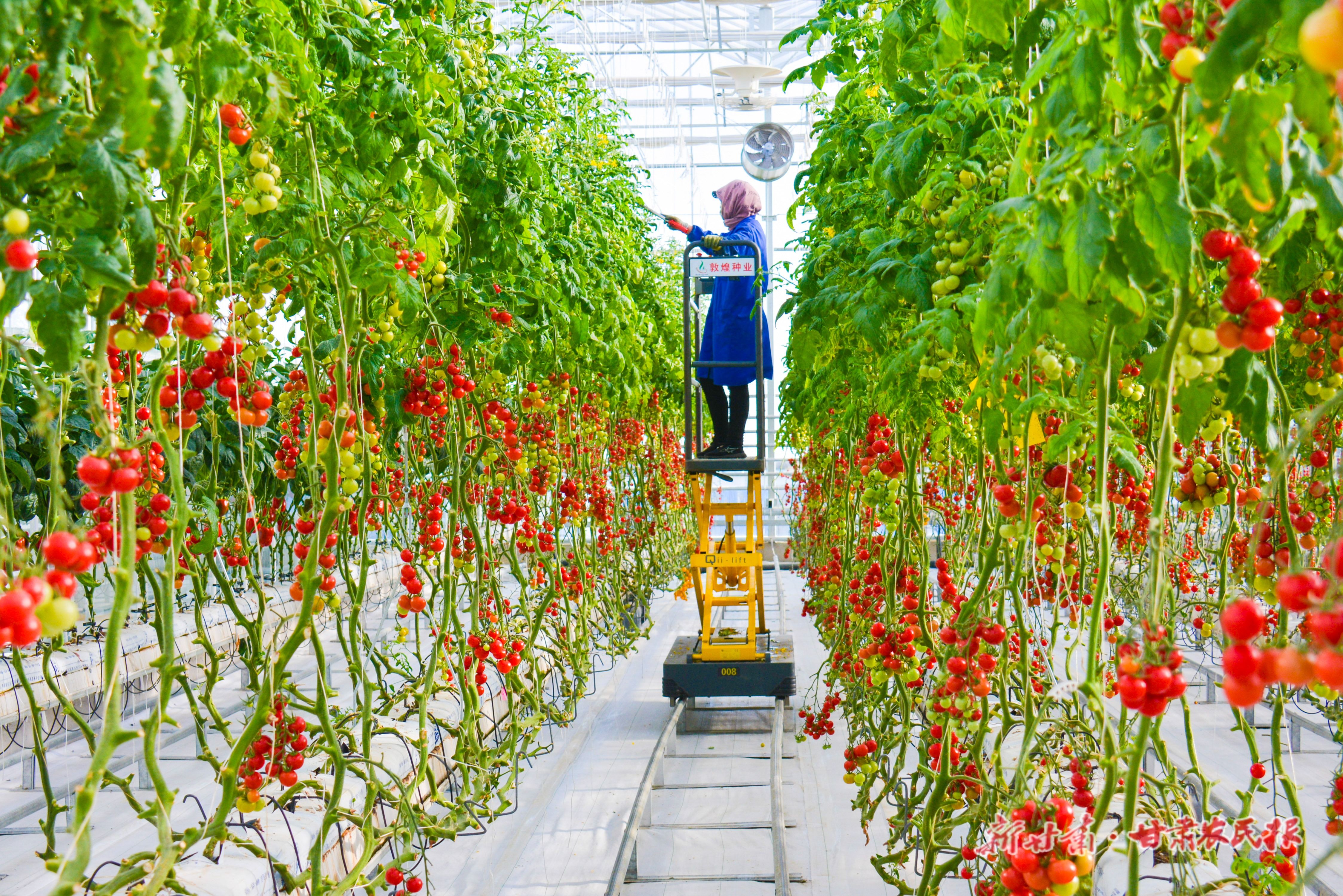 总寨敦煌种业戈壁农业产业园高标准智能化温室 总寨敦煌种业戈壁农业产业园高标准智能化温室