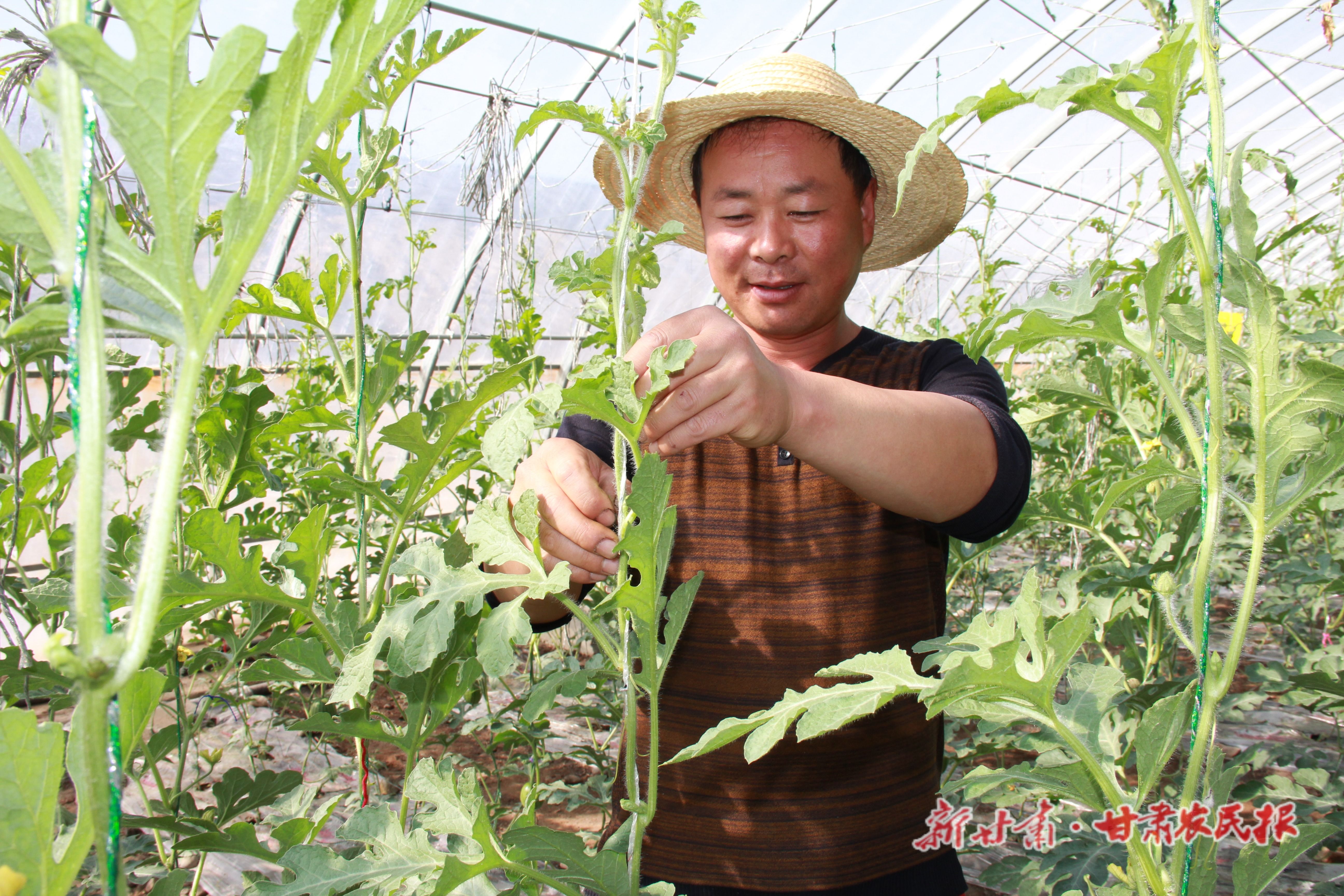 农户进行劳作 农户进行劳作