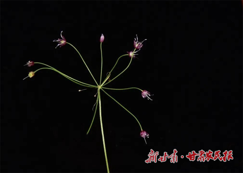 cc75c80f616ea29dd349fa2a8eae710e