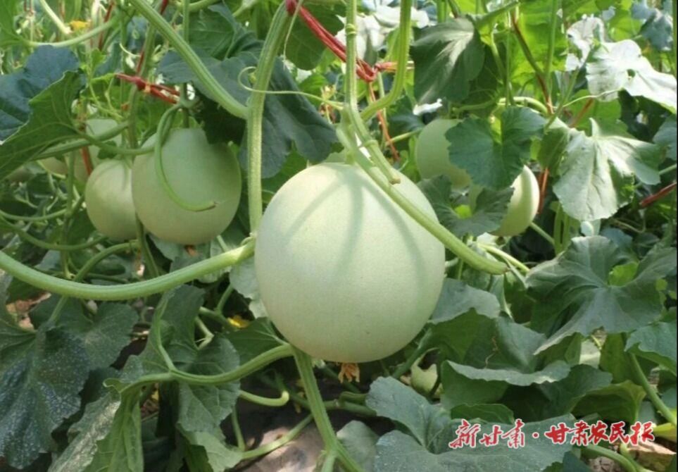 微信图片_20251126110703_125_124.jpg