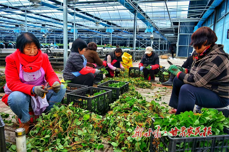 1765780959359469.jpg 1765504358079035181.jpg