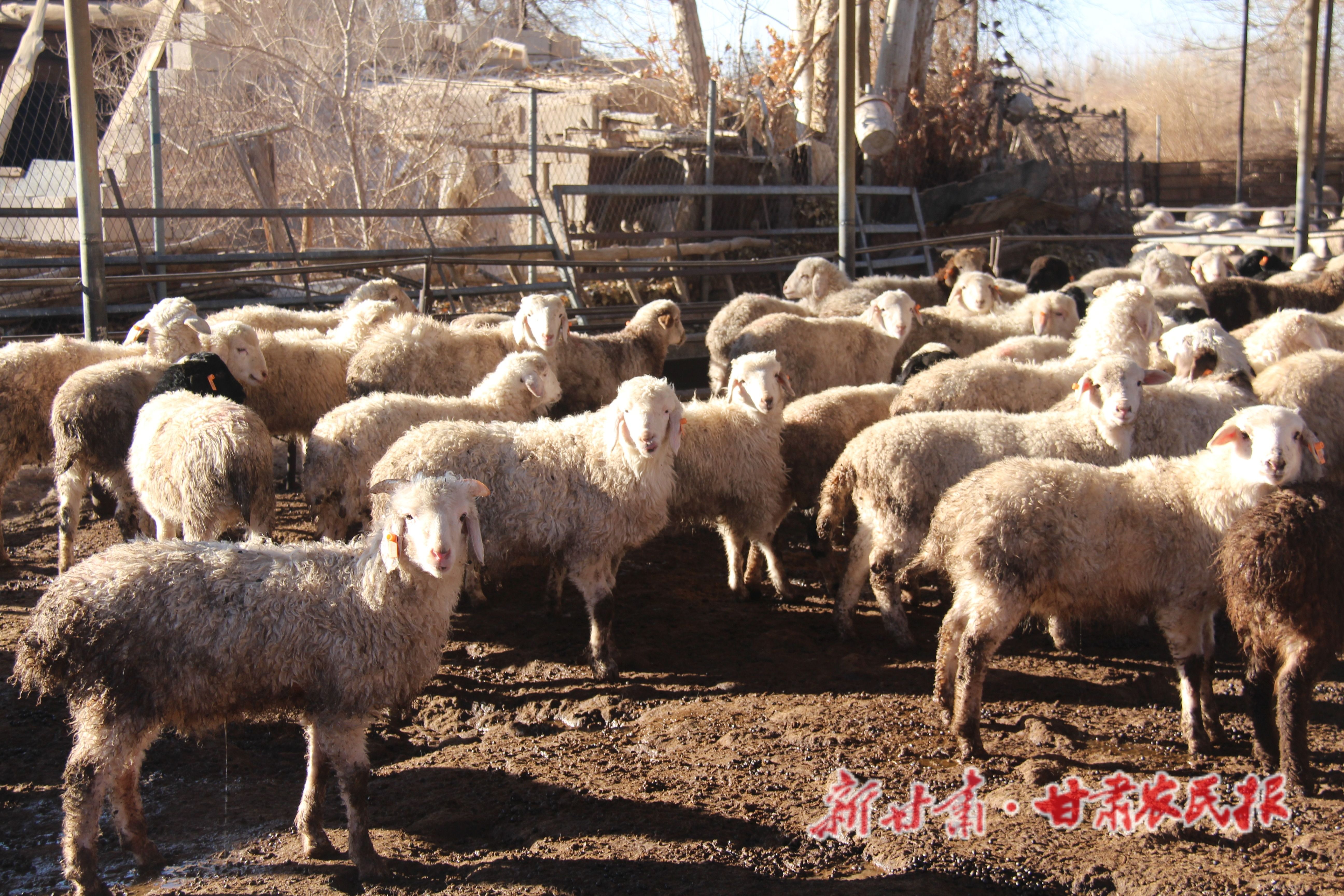 张宝玉的育肥羊_(2)