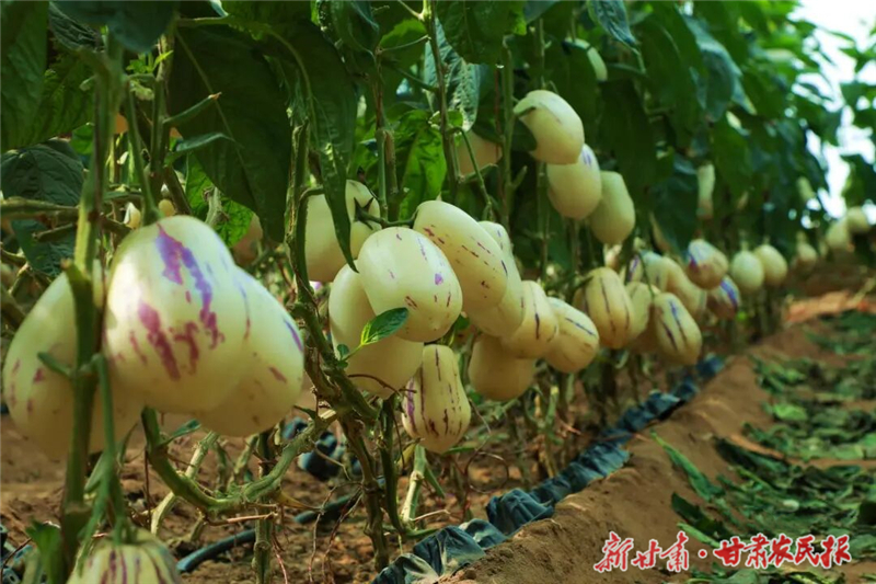 张玉梅2