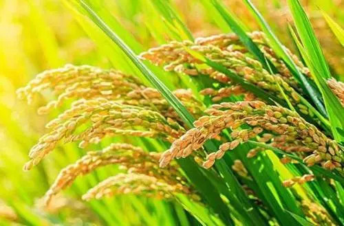 中国科研人员揭示水稻基因组中的“隐藏”变异