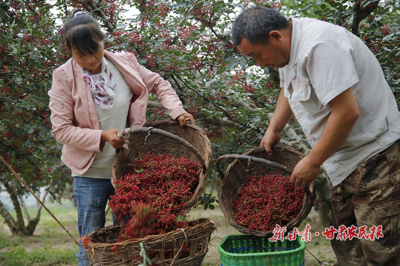 秦州刘家山村：小花椒激活一个村