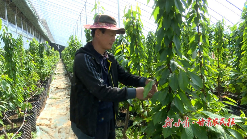秦州区：大棚樱桃即将上市