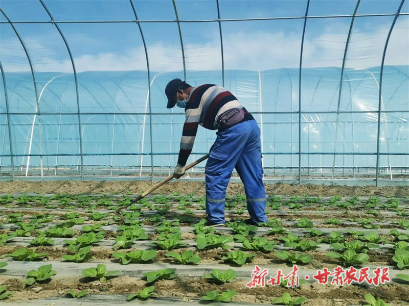 肃州：娃娃菜种出新“钱”景
