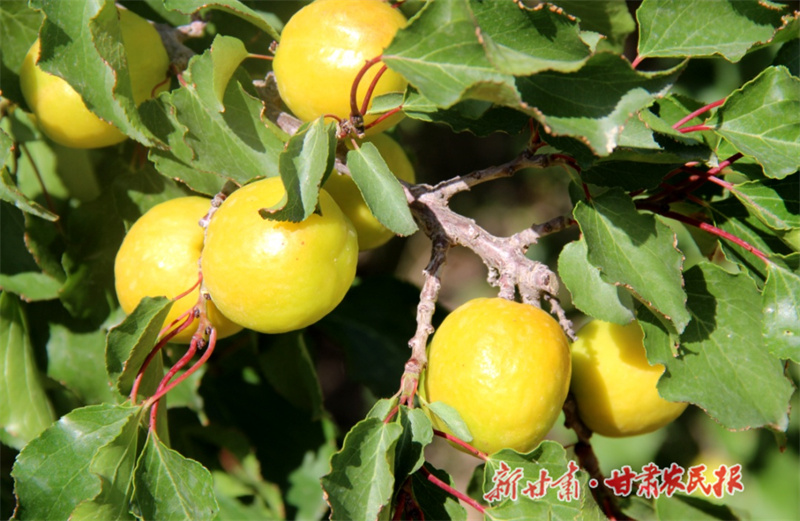 肃州区：农旅融合敲开乡村振兴“致富门”