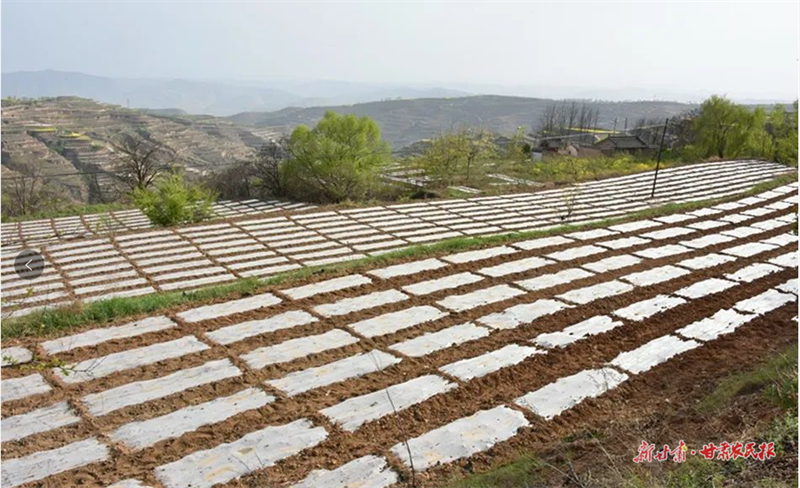 麦积区五龙镇：整治撂荒地 助推乡村振兴