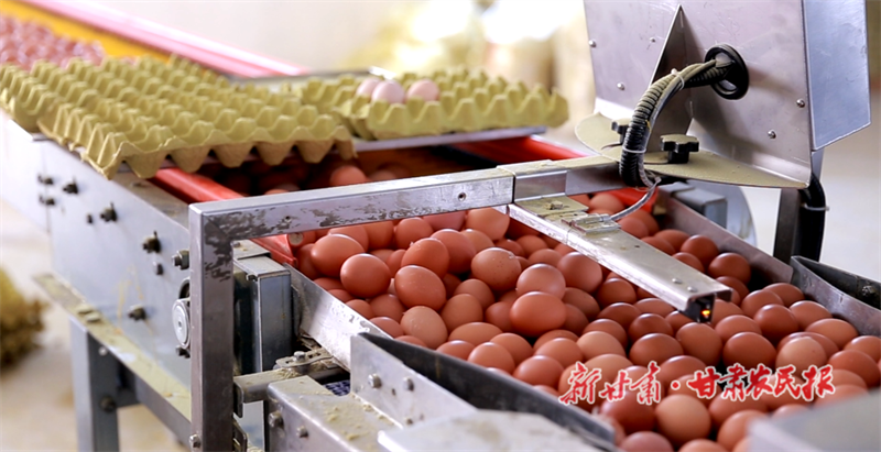 麦积区：科学标准化养殖 畜牧业蒸蒸日上