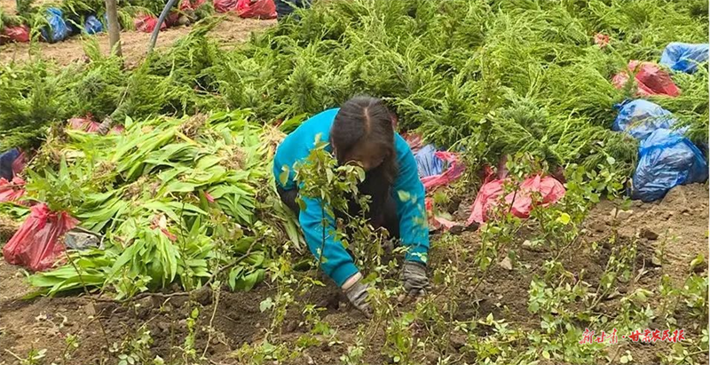 麦积区利桥镇：植树种花添新绿 人居环境展新颜
