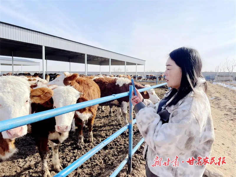 宋鹏雁：养牛致富女先锋