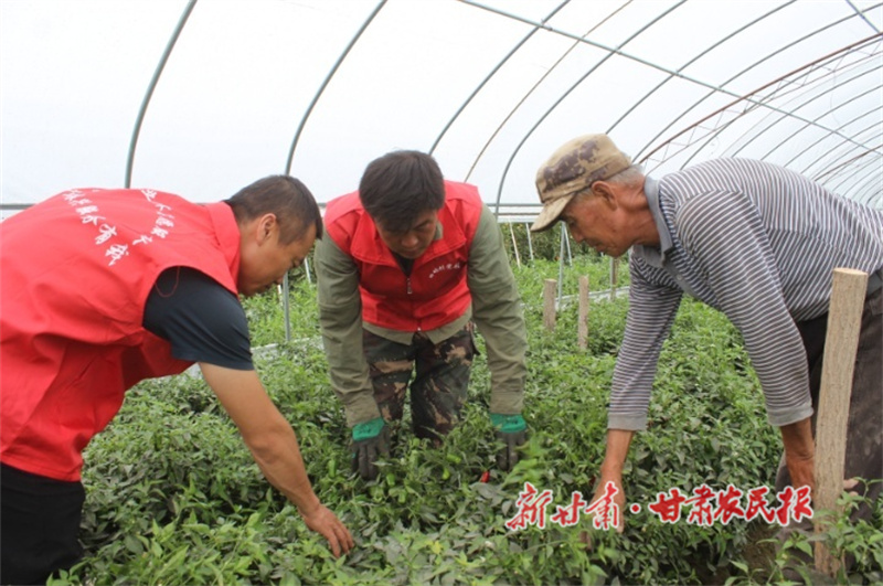 肃州区：蔬菜大棚里走出的致富带头人