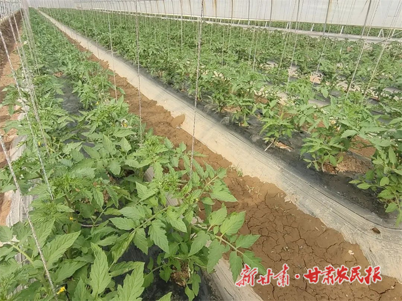 肃州：建好“菜棚子” 装满“菜篮子” 鼓起“钱袋子”