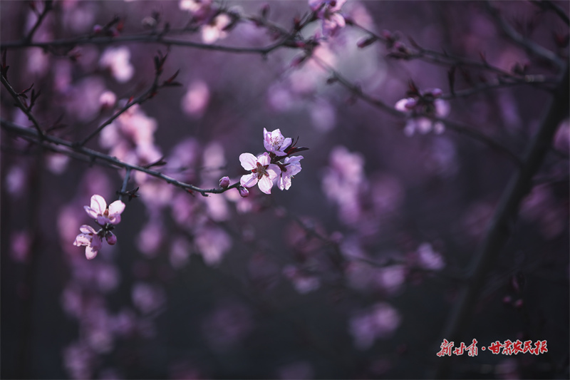 天水南郭寺大景区：春色满园关不住 赏花踏青正当时