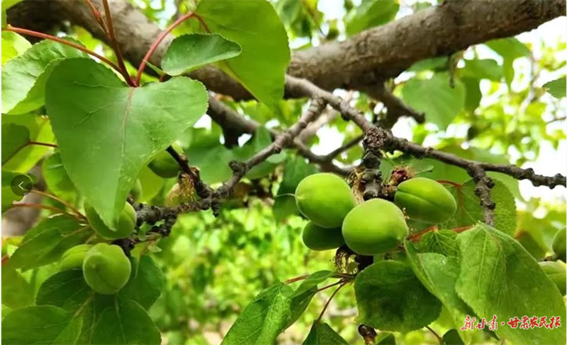 麦积区新阳镇：走文旅农康新路子 让集体经济壮起来