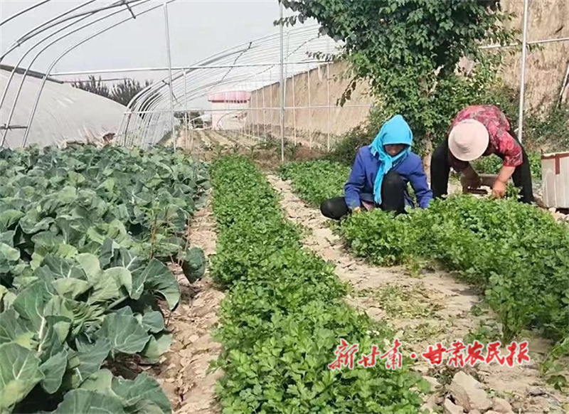 肃州：植此新“绿” 新农村有了新“钱”景