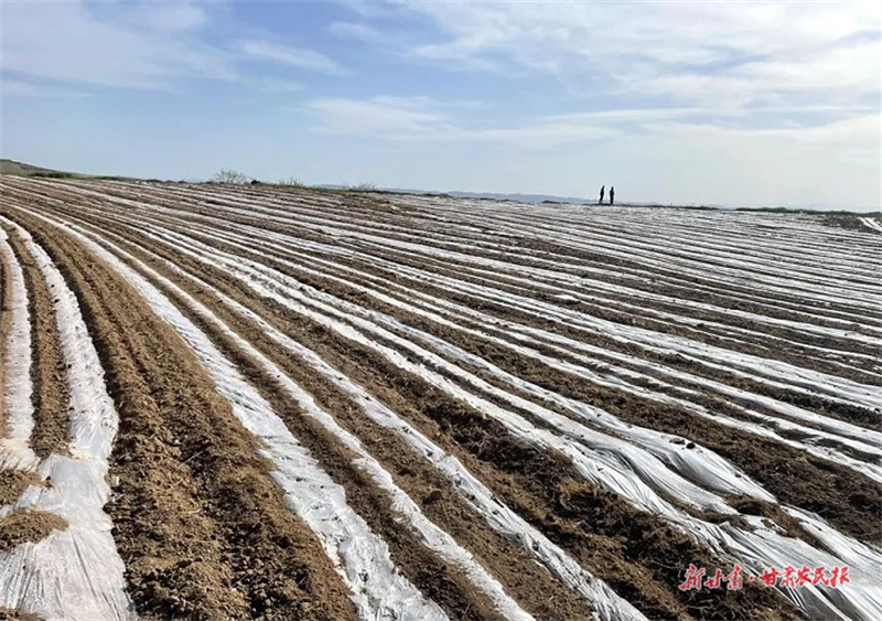麦积区：“唤醒”撂荒地 在希望的田野上播种